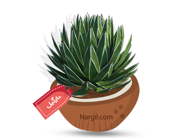  Nargil - Queen Victoria agave